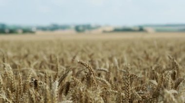 Sonsuz Buğday Ufku Rüzgârla Sallanıyor