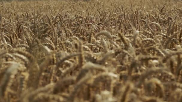 Closeup Shot of Golden Wheat Fields Balançando em câmera lenta — Vídeo de Stock