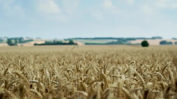 Пейзаж Пшеничный луг против ясного неба — стоковое видео
