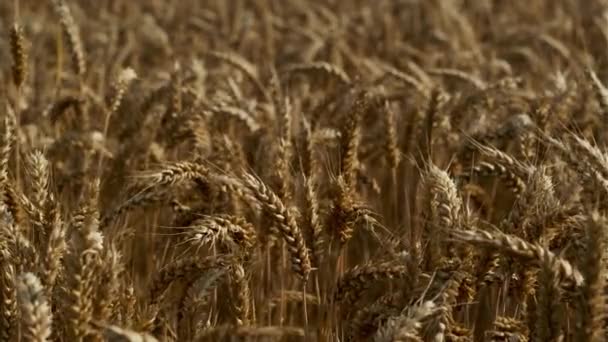 Крупный план пшеничного поля с нежно раскачивающимися полями — стоковое видео