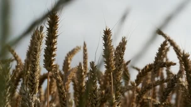 地平線と空を背景に小麦の茎の閉鎖ショット — ストック動画