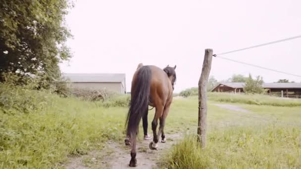 Жінка ходить з конем по країні шлях до поля — стокове відео