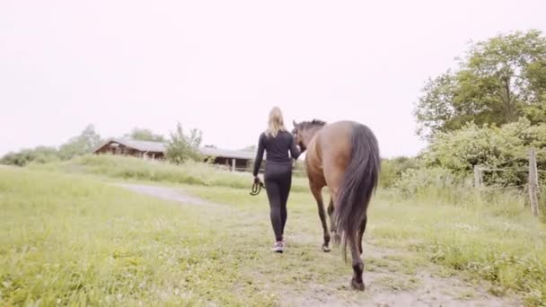 Jovem mulher no preto andando com cavalo no campo — Vídeo de Stock