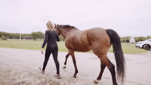 Жінка тримається за верхи і ходить з кіньми по дорозі до Паддока — стокове відео
