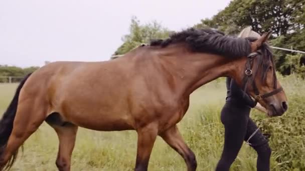 Vrouw in paardrijden vistuig wandelen met paard op het platteland pad — Stockvideo