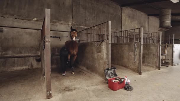Женщина ухаживает за ногами лошади в ларьках конюшен — стоковое видео