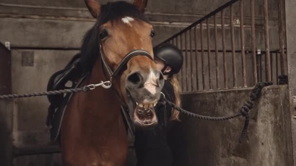 Frau in Reitkleidung passt Sattel zu Pferd im Stall — Stockvideo