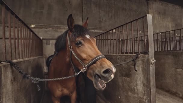 Женщина готовит седло на лошади в стойле конюшен — стоковое видео