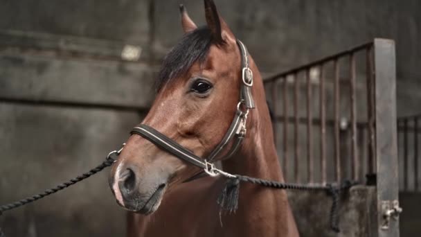 Cavallo in stabile guardando fotocamera — Video Stock