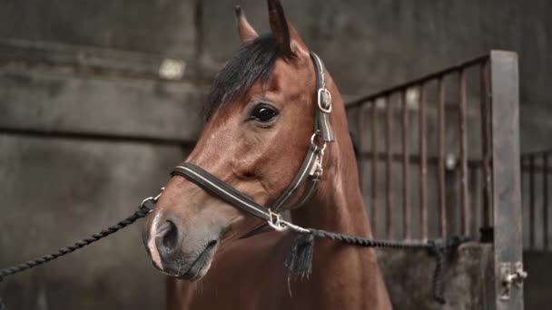 Cavalo no estábulo olhando para a câmera — Vídeo de Stock