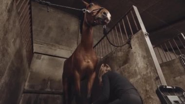 Ahırdaki Fetlocks 'a Boyunduruk Bağlayan Kadın