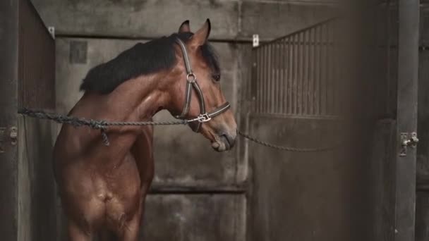Кінь в стайні в мотузці прикріплений до стійок — стокове відео