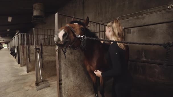 Leende kvinna Grooming Man av häst i stallet — Stockvideo