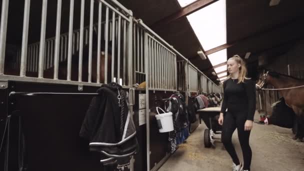 Женщина, открывающая дверь ларька и приветствующая лошадь в конюшне — стоковое видео