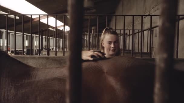 Femme toilettant le dos du cheval dans les écuries — Video