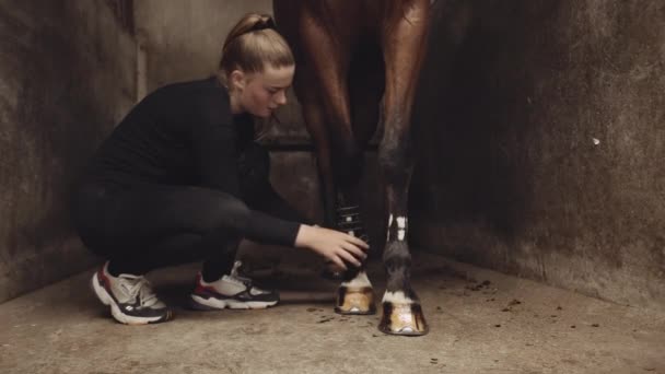 Женщина приседает, чтобы завязать ремни вокруг лошадиных загонов в стойле — стоковое видео