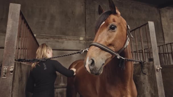 Ευρεία αργή κίνηση Shot της νεαρής γυναίκας βούρτσισμα άλογο σε σταθερή στάση — Αρχείο Βίντεο