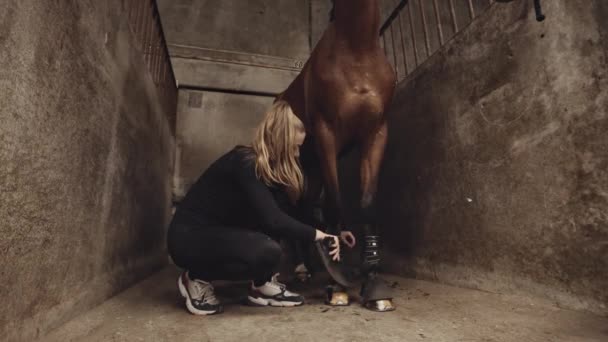 Жінка прив'язує ремені навколо коня в стайні стоїть — стокове відео
