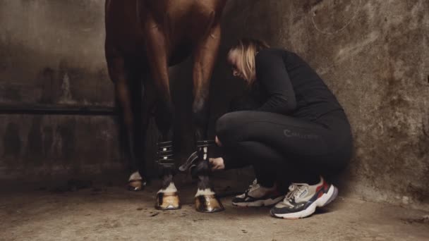 Женщина, завязывающая ремни вокруг лошадиных загонов в стойле — стоковое видео
