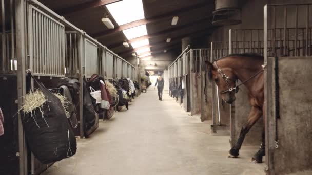 Лошадь в стойле, как женщина уходит в конюшню — стоковое видео