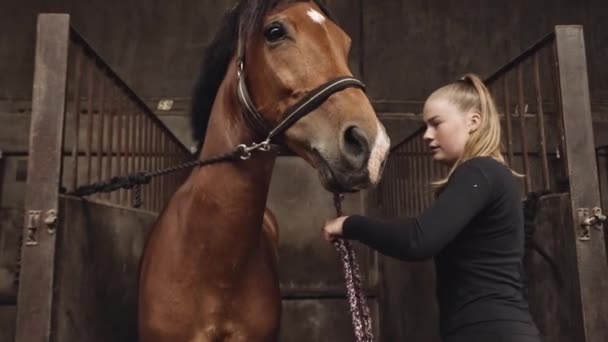 Joven mujer adjuntando riendas a caballo en puesto de establo — Vídeo de stock