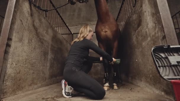 Женщина приседает, чтобы почистить лошадиные ноги в стойле конюшен — стоковое видео