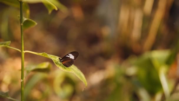 Mariposa tomando vuelo de la hoja en jardines botánicos — Vídeos de Stock