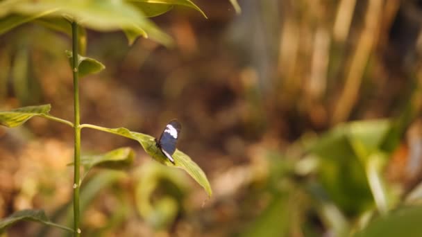 Vlinder op blad in botanische tuinen — Stockvideo