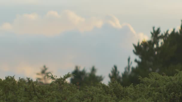 Växter och träd under molnig himmel När solen börjar gå ner — Stockvideo