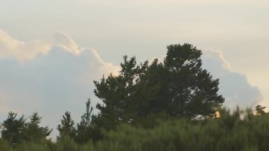 Gün batımından hemen önce Bulutlu Güneş Işığı Altındaki Ağaçlar