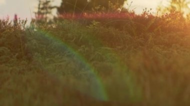 Parlak günbatımıyla aydınlatılan Çayırdaki Bitkiler