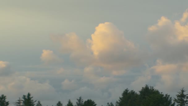 蓝天森林上空阳光普照的蓬松的云彩 — 图库视频影像