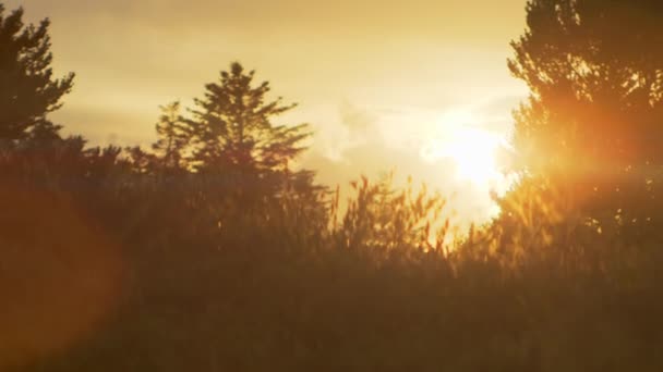 Glorioso atardecer que brilla sobre el campo y el bosque — Vídeos de Stock