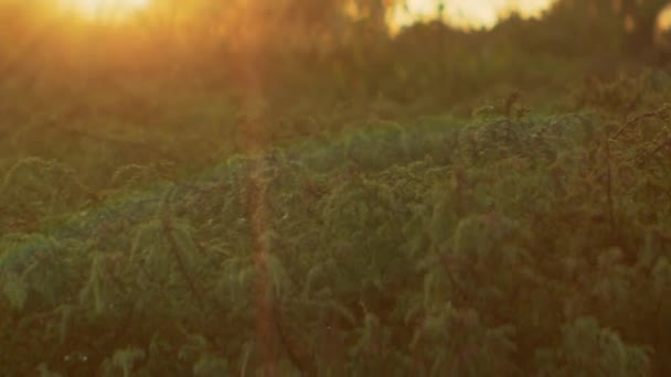 Växter i äng upplysta av ljus solnedgång — Stockvideo
