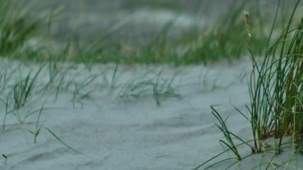 Herbe soufflant dans le vent sur la plage de sable au coucher du soleil — Video