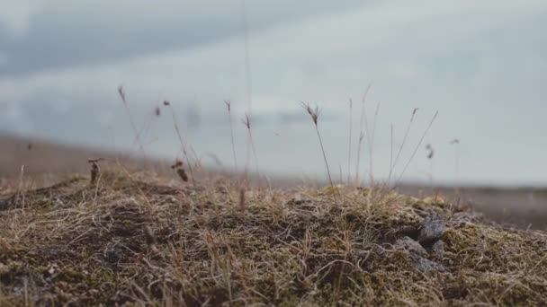 Mann läuft in Stiefeln durch isländische Landschaft — Stockvideo