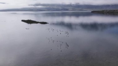 Suyun üzerinde uçan kuş sürüsünü takip eden İHA uçuşu