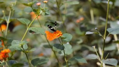 Doris Longwing Kelebeği, Heliconius Doris 'in Geniş Kapalı Yavaş Çekim Çekimi