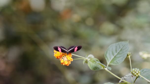 Κόκκινη πεταλούδα ταχυδρόμου, Heliconius Erato, γονιμοποιώντας κίτρινο λουλούδι — Αρχείο Βίντεο