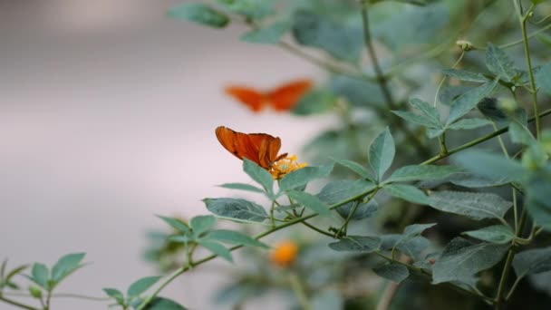 Pillangó, felszáll a sárga virág a zöld növény — Stock videók