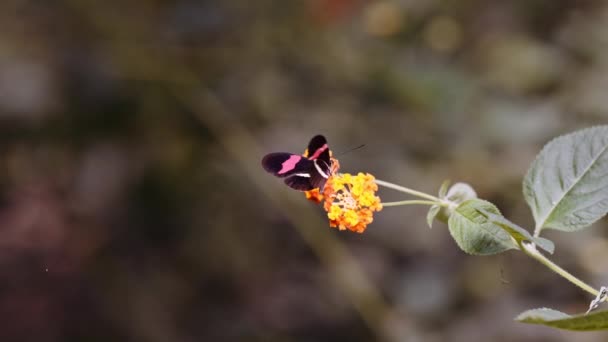 Красный почтальон Бабочка, Геликоний Эрато, опыляющий желтый цветок — стоковое видео