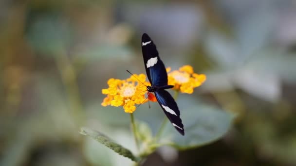 Antiochus Longwing Butterfly On Yellow Wildflower — Stock video