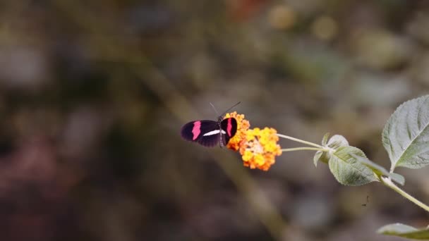 Czerwony Listonosz Motyl, Heliconius Erato, zapylający żółty kwiat — Wideo stockowe