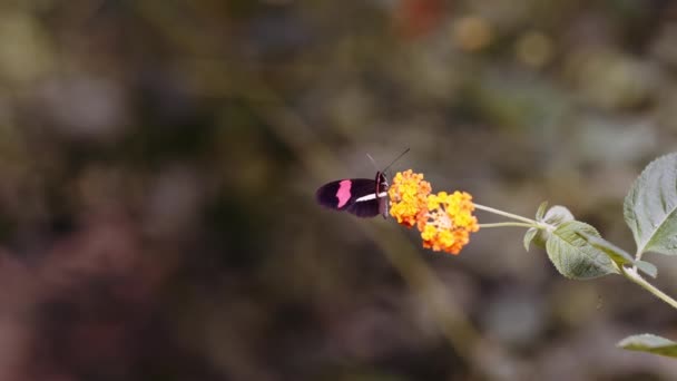 Κόκκινη πεταλούδα ταχυδρόμου, Heliconius Erato, γονιμοποιώντας κίτρινο λουλούδι — Αρχείο Βίντεο