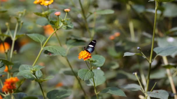 ドリス・ロングウィング蝶ヘリコニオス・ドリス花の上で翼を動かす — ストック動画