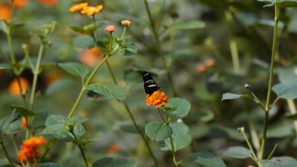 ドリス・ロングウィング蝶ヘリコニオス・ドリス花の上で翼を動かす — ストック動画