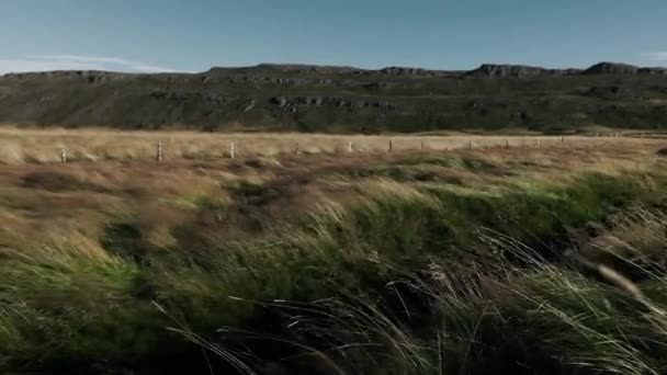 Viento moviéndose a través de hierbas en el prado — Vídeo de stock