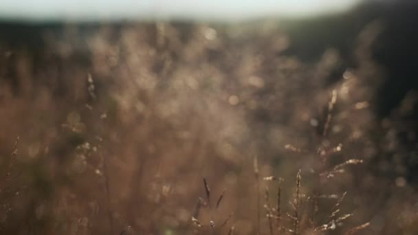 Hierba pradera iluminada por el sol en el campo en otoño cuando sale el sol — Vídeo de stock