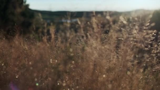 Hierba pradera iluminada por el sol en el campo en otoño cuando sale el sol — Vídeo de stock