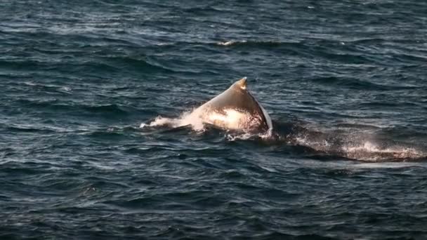 Ballena jorobada soleada, Megaptera Novaeangliae, Buceo en el mar — Vídeos de Stock